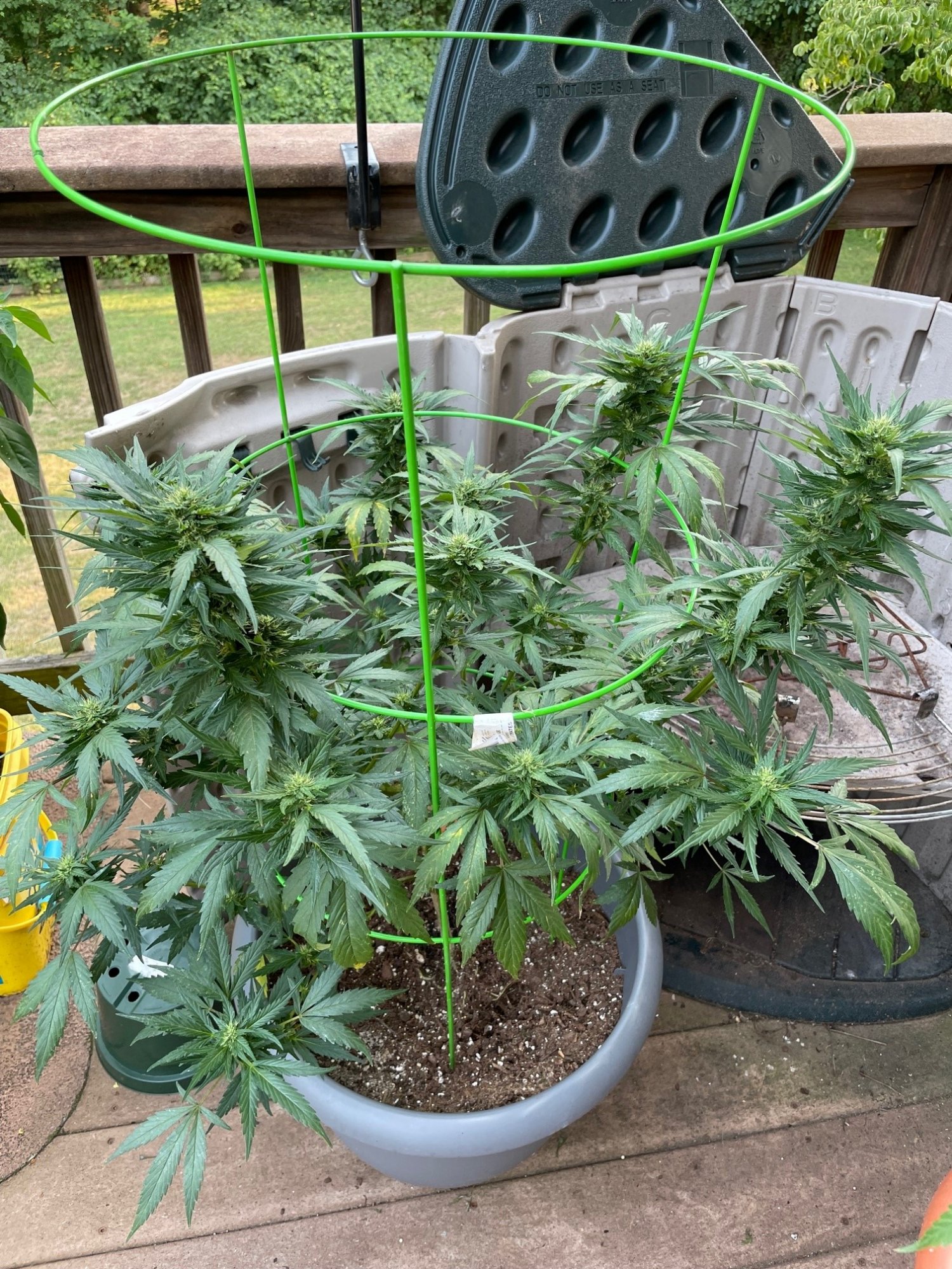 T2