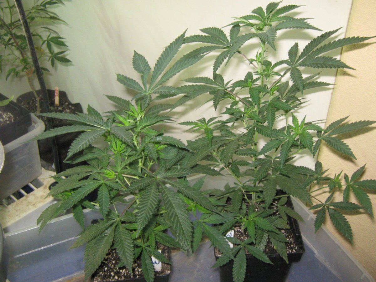 T3clones24