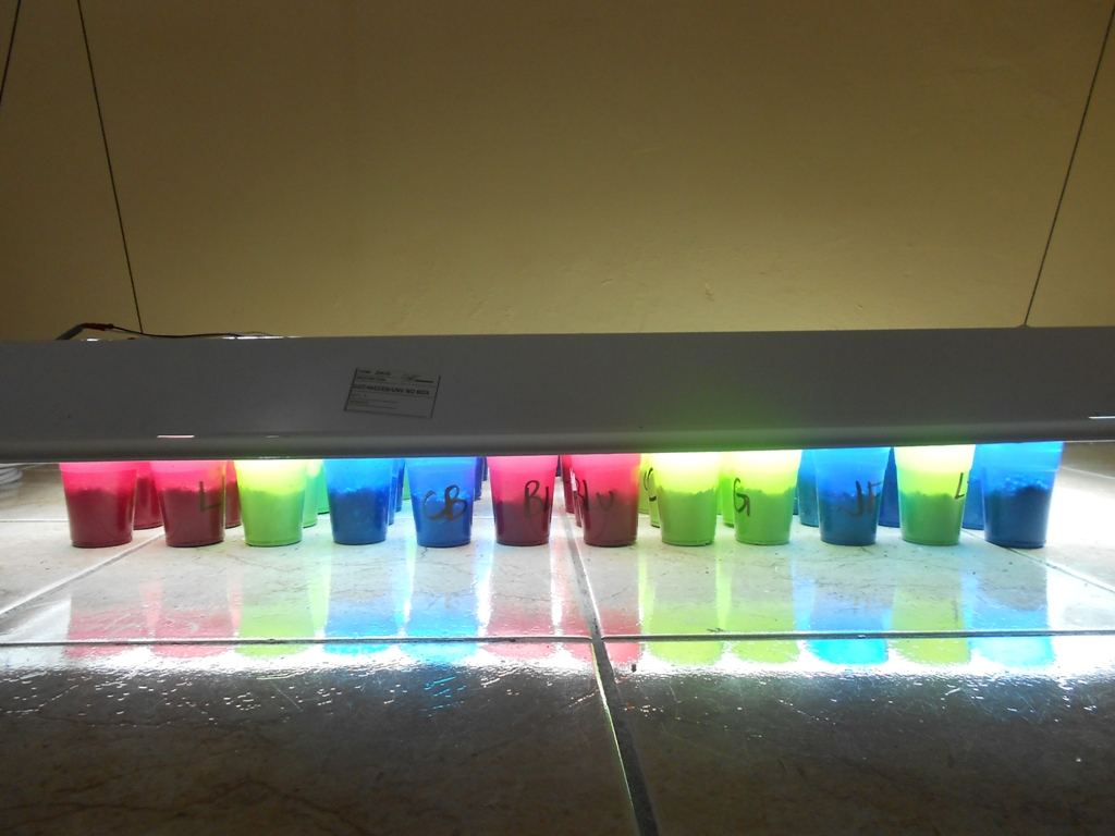 T8 seedling