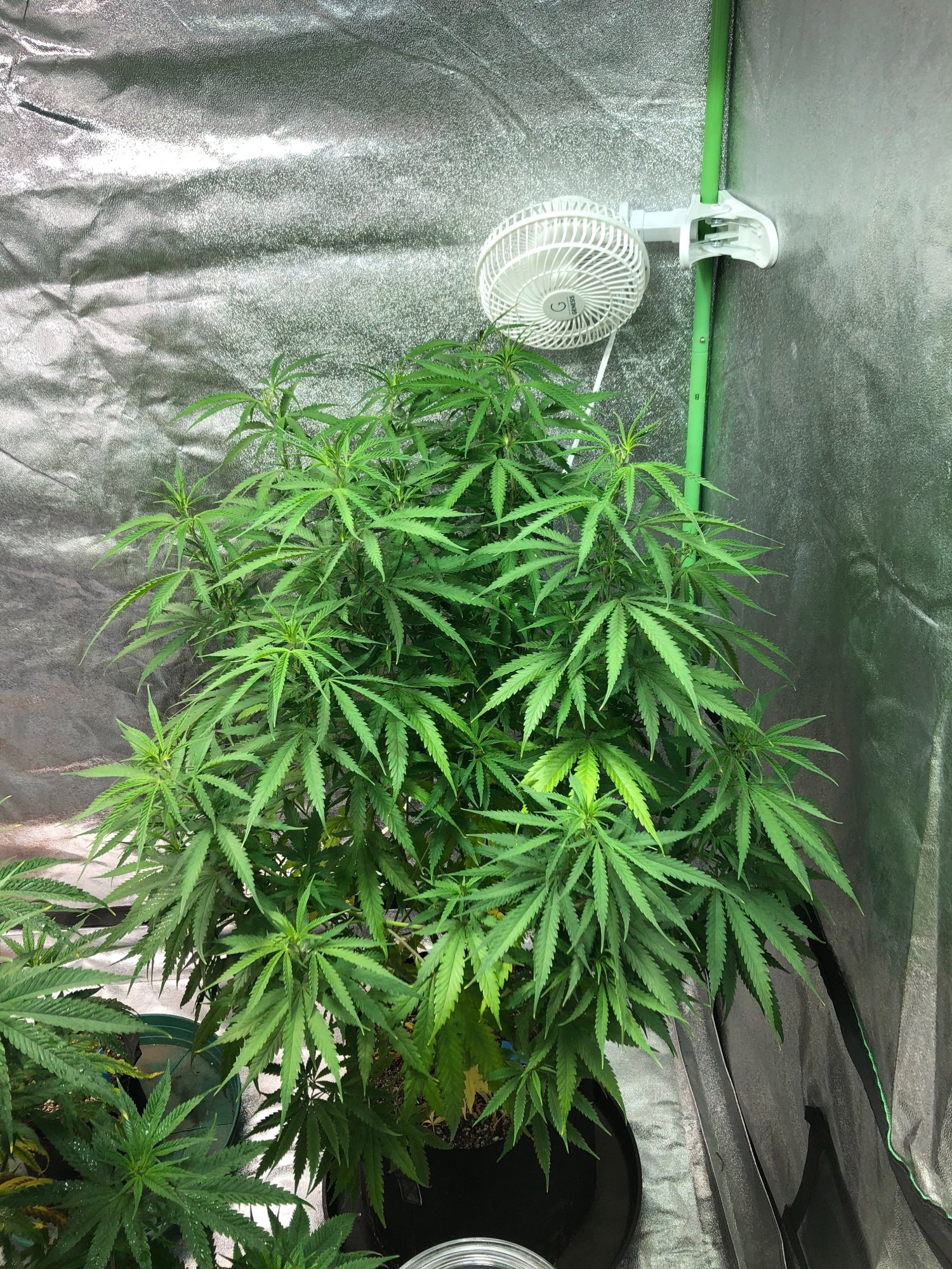 Taco leaves  leaves lightening in super soil 3