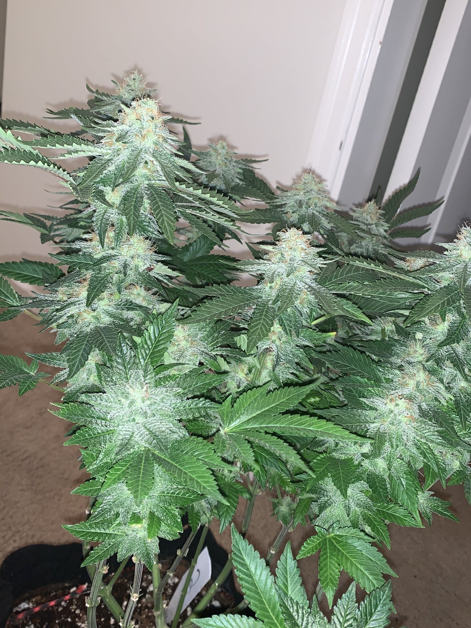Tacos nearing end of flower 4