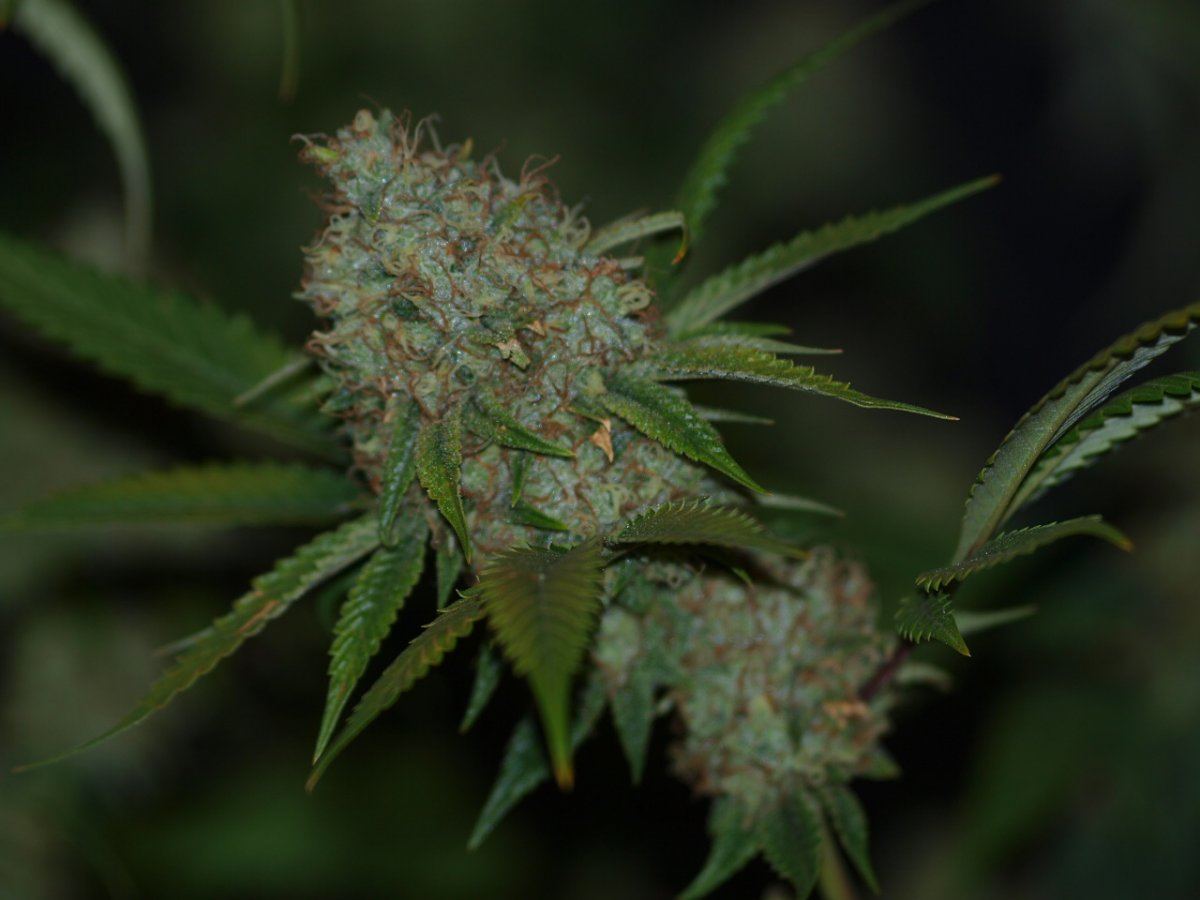 Tahoe 1
