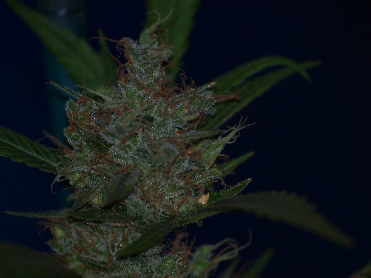 Tahoe 3