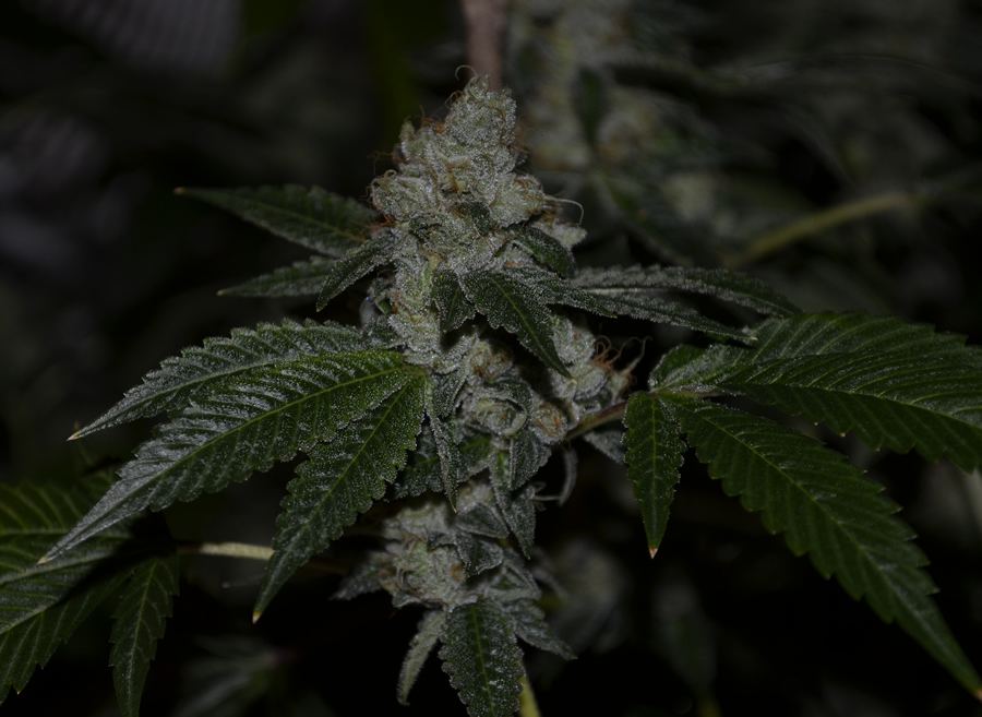Tahoe 3