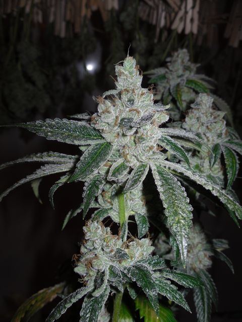 Tahoe