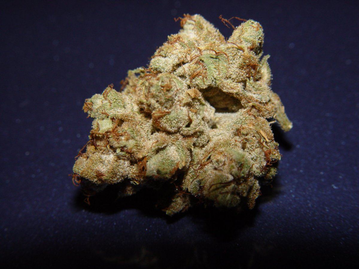 Tahoe OG 1