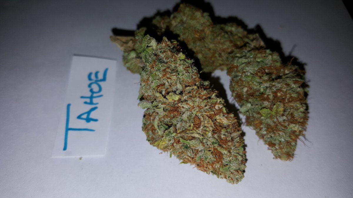 Tahoe OG 10 2015 2