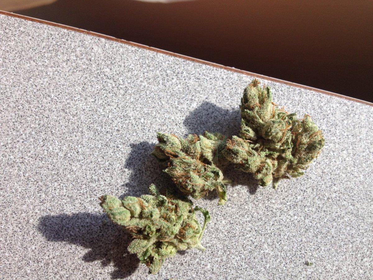 Tahoe OG 2