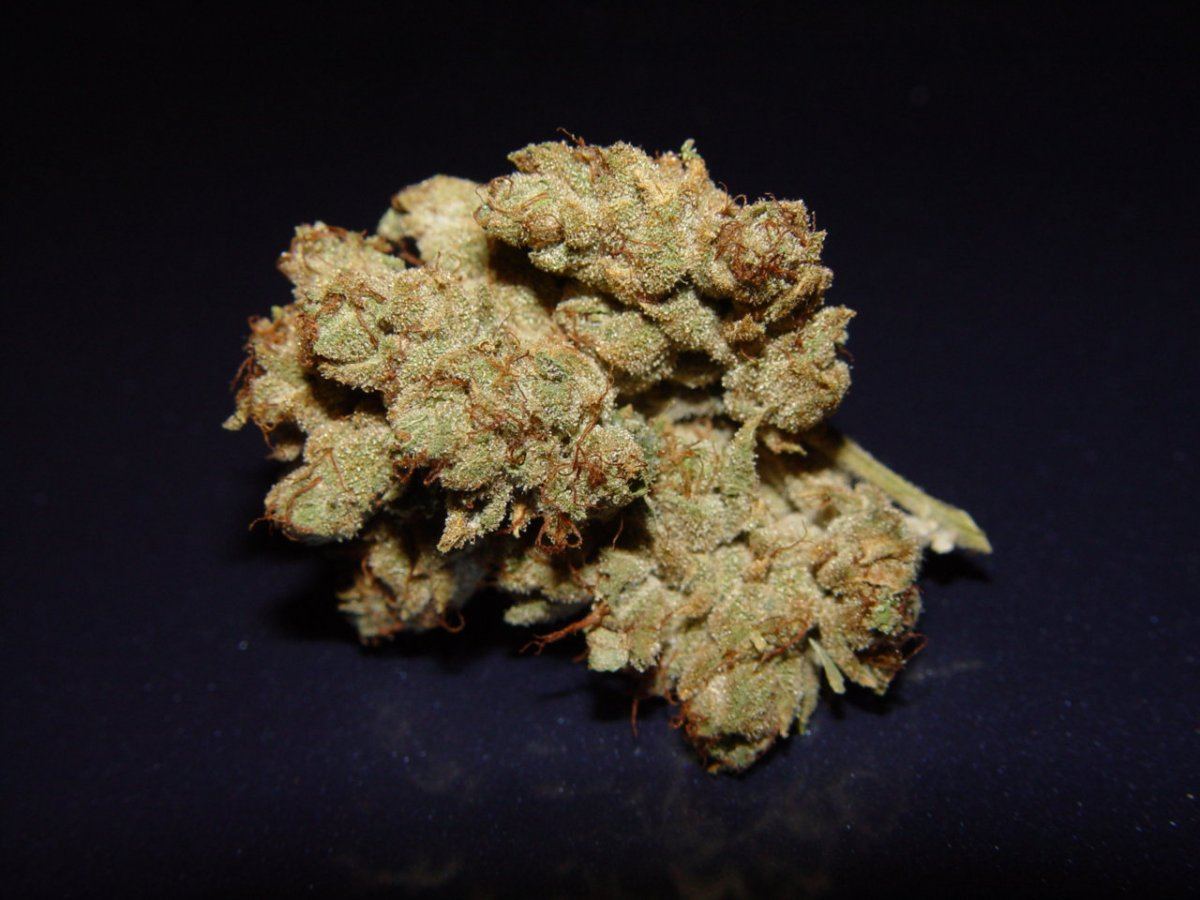 Tahoe OG 3