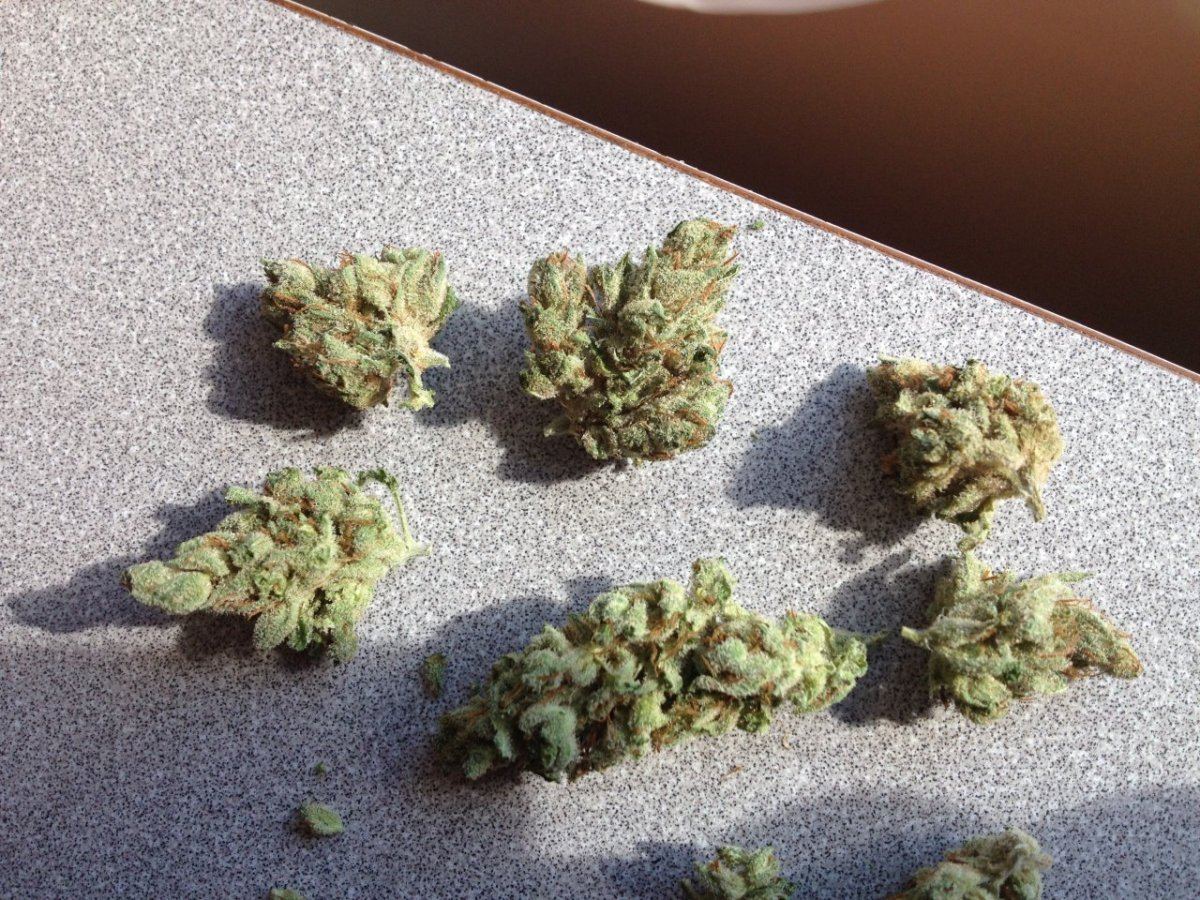 Tahoe OG 4