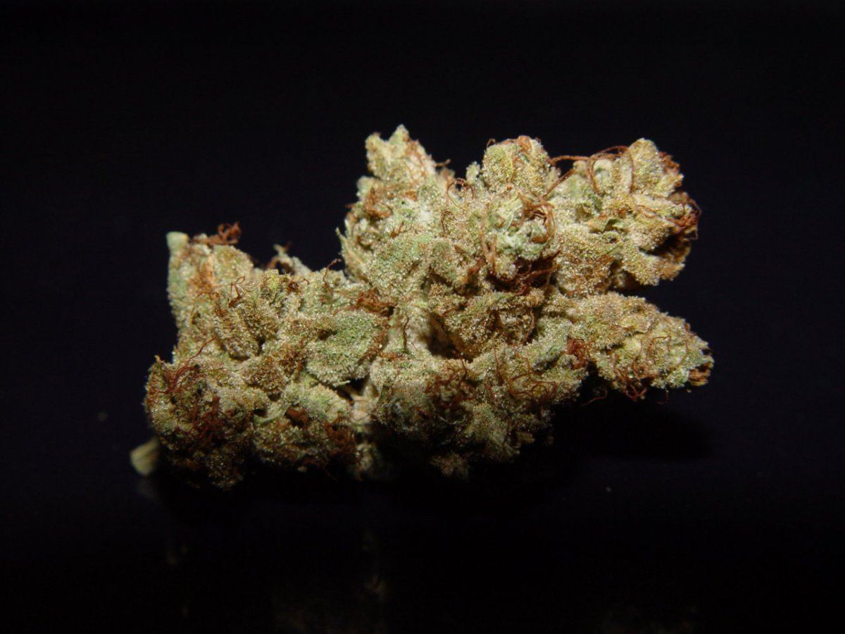 Tahoe OG 5