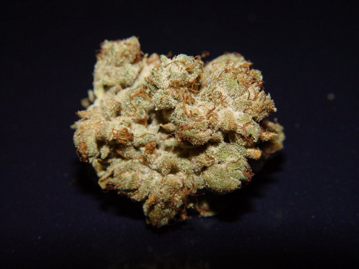 Tahoe OG 6