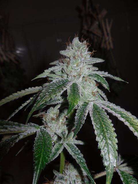 Tahoe og 64 days1