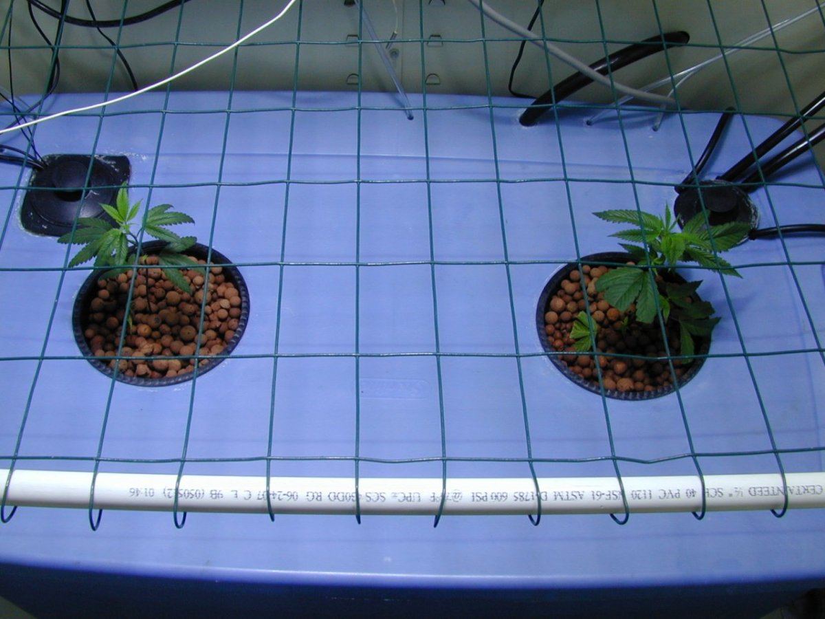 Tahoe og kush in dual monster plant system 3rd tahoe scrog 4