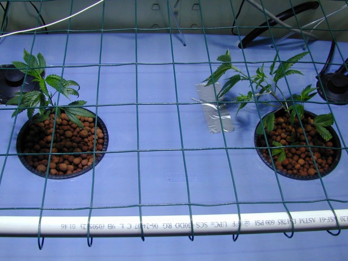Tahoe og kush in dual monster plant system 3rd tahoe scrog 6