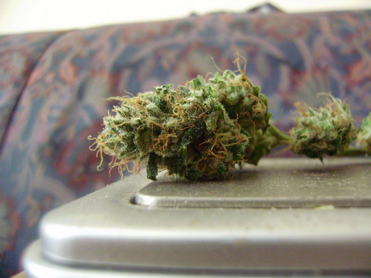 Tahoe sample1