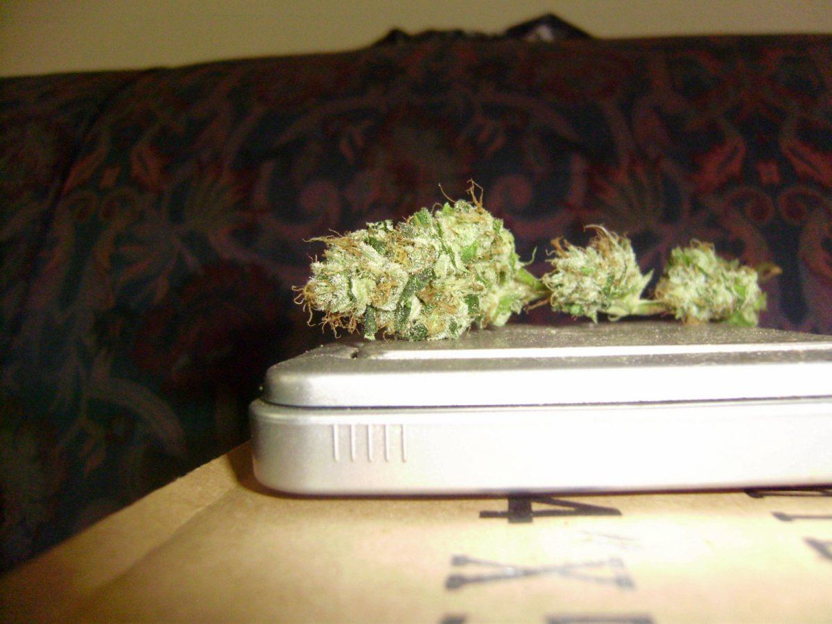 Tahoe sample2