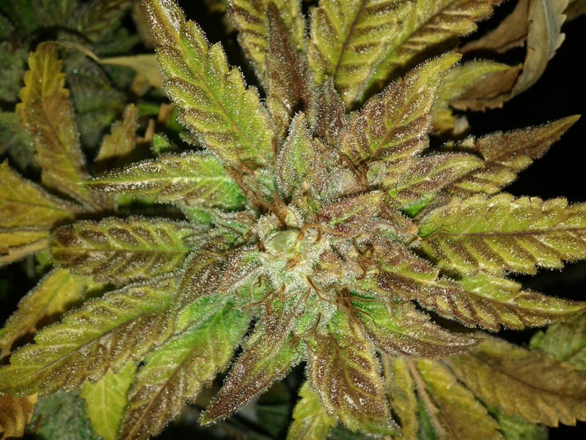 Tahoe1