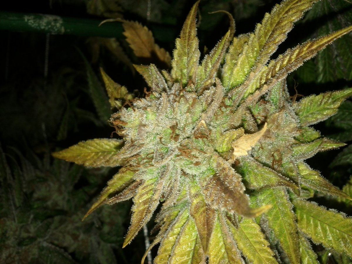 Tahoe2