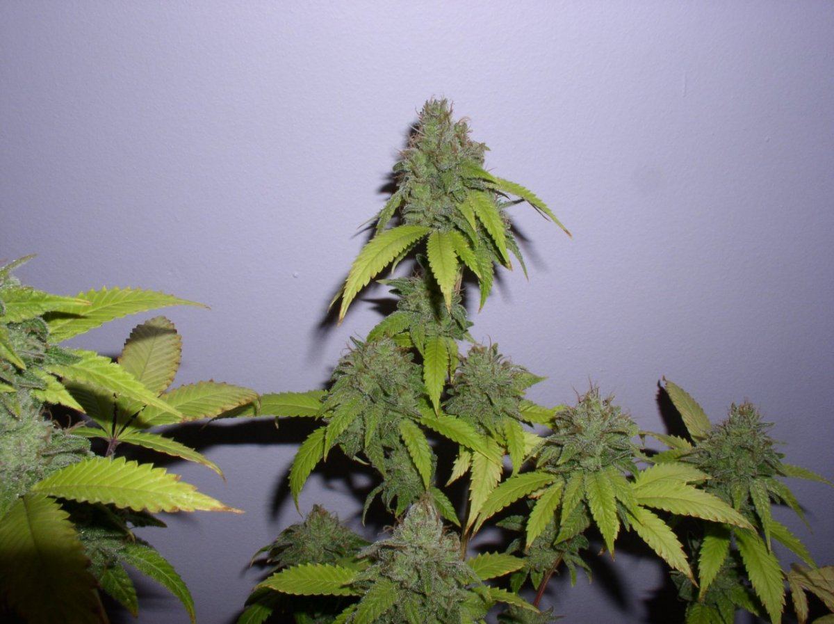 TahoeHarvest12