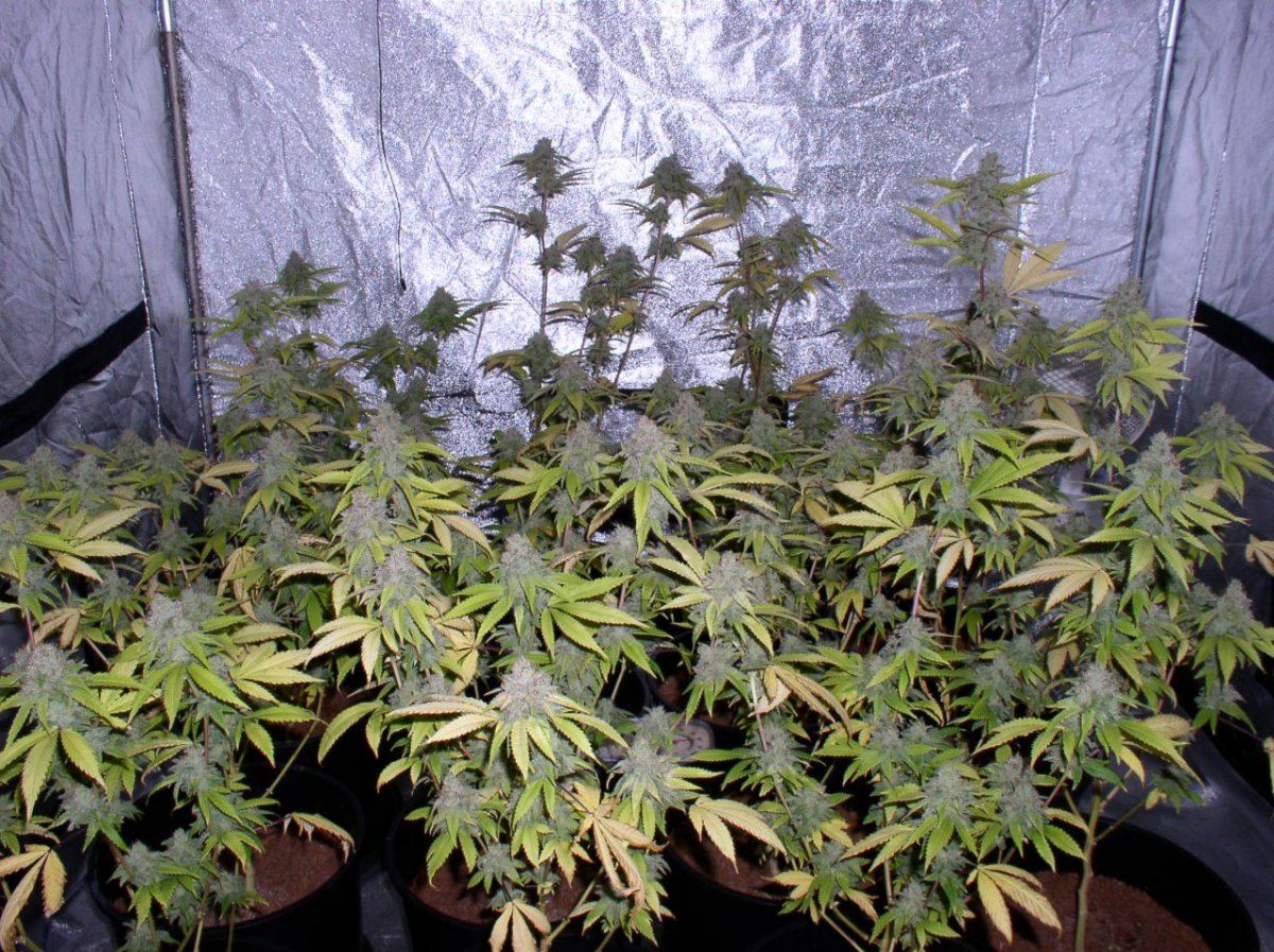 TahoeHarvest3