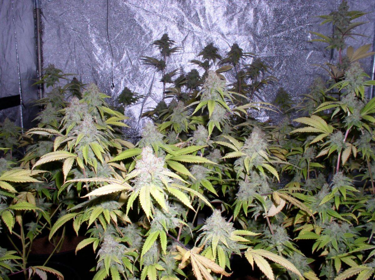 TahoeHarvest4