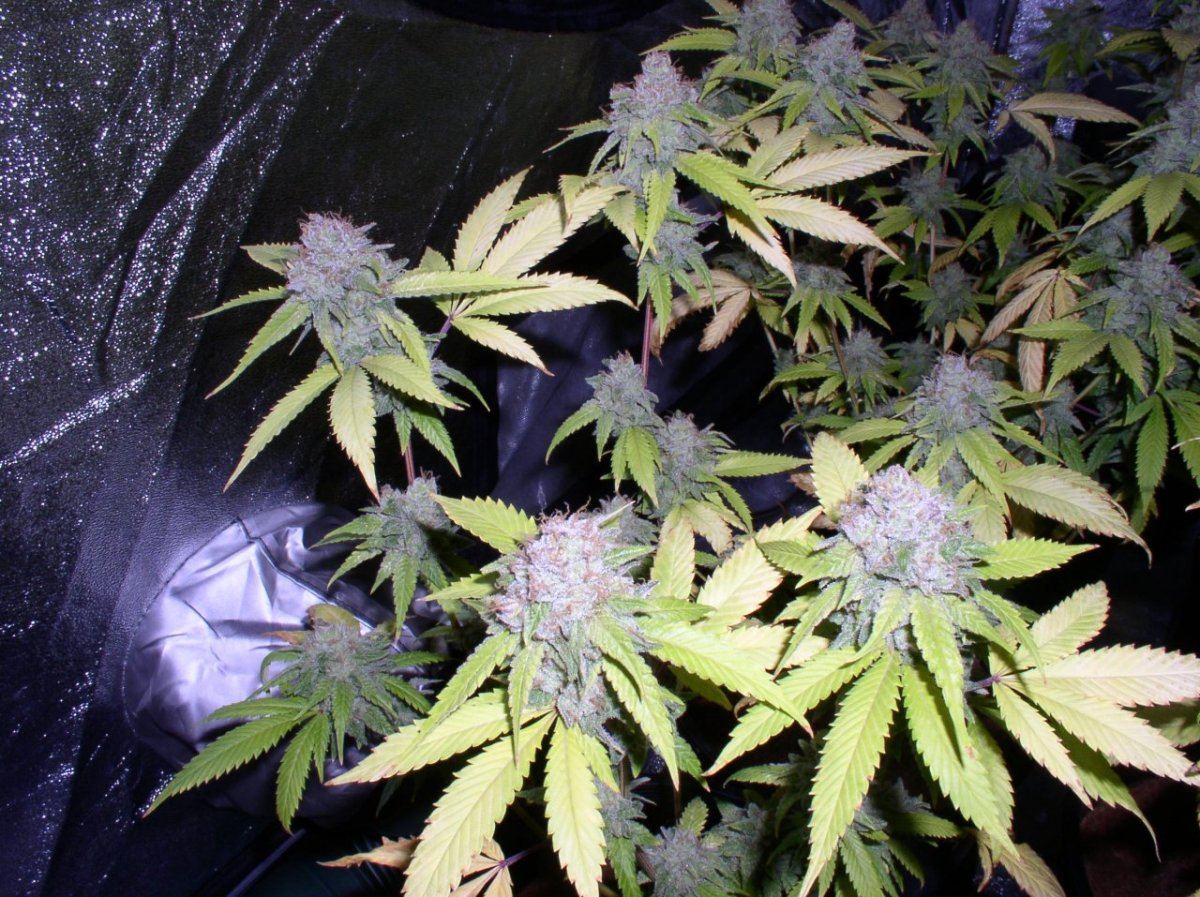 TahoeHarvest7