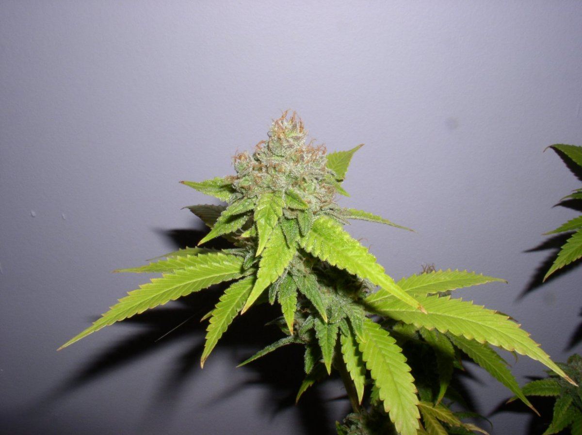 TahoeHarvest8