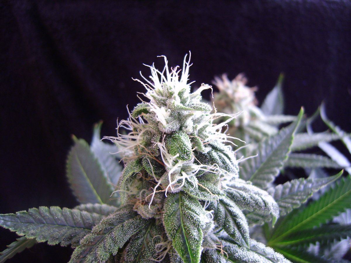 Tahoeog