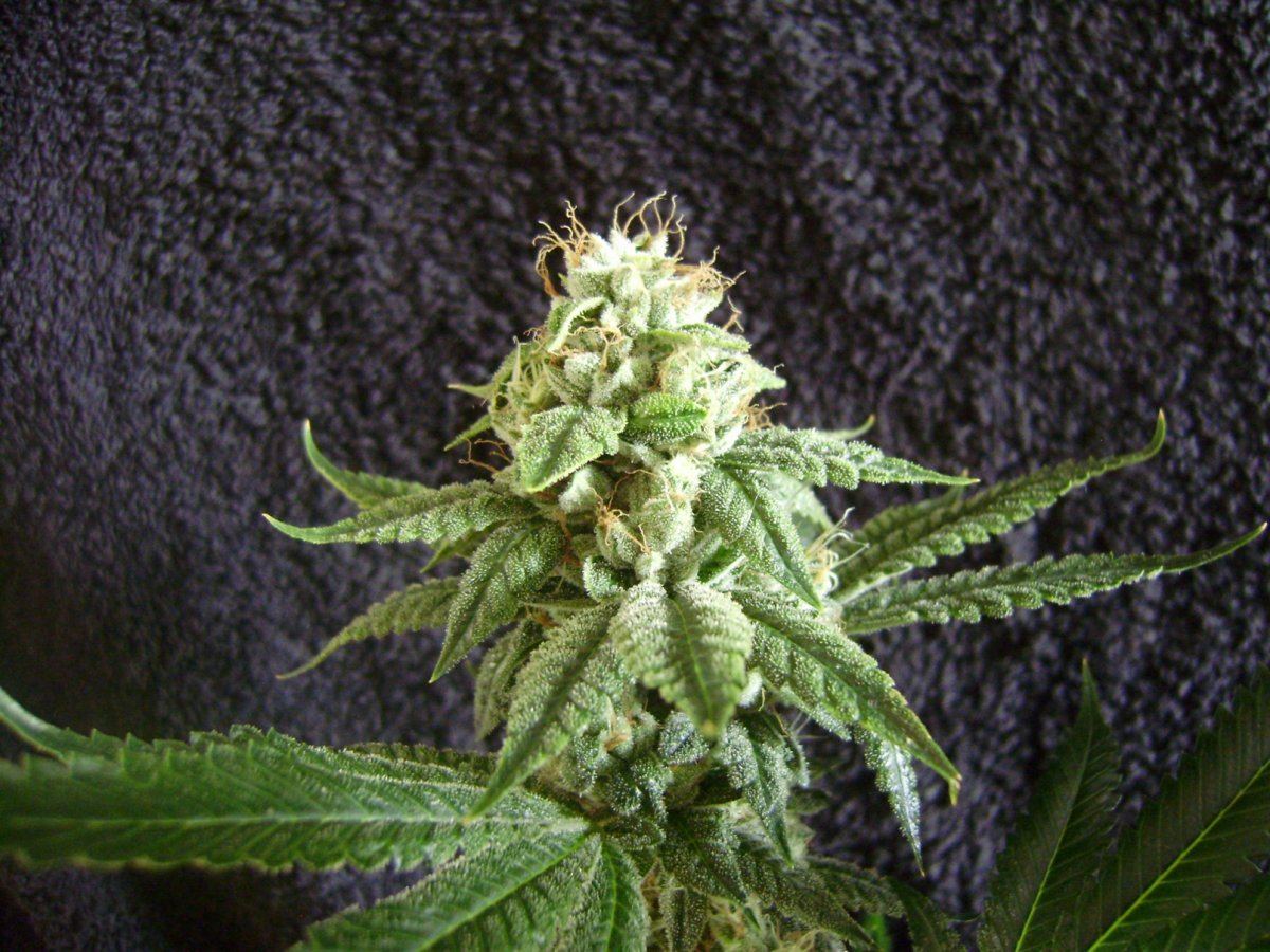 TahoeOG