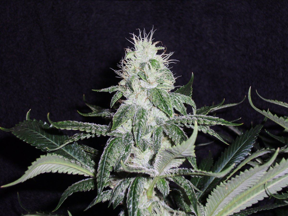 Tahoeog1