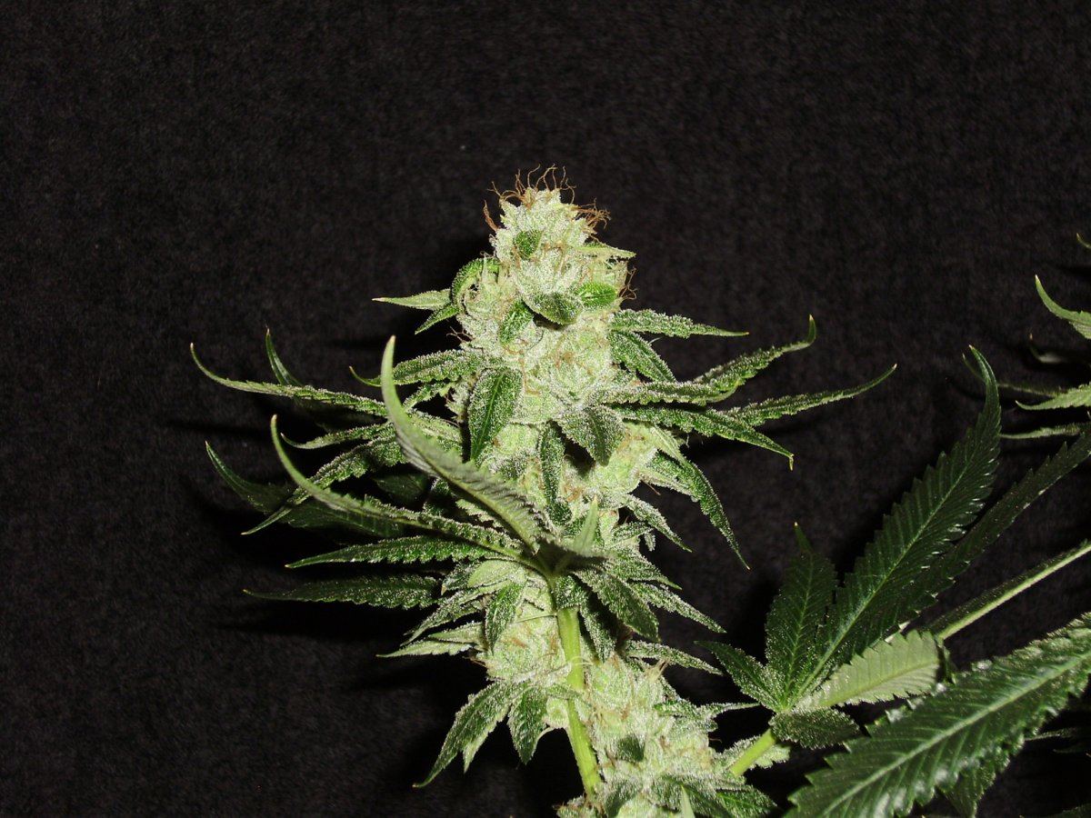 TahoeOG1
