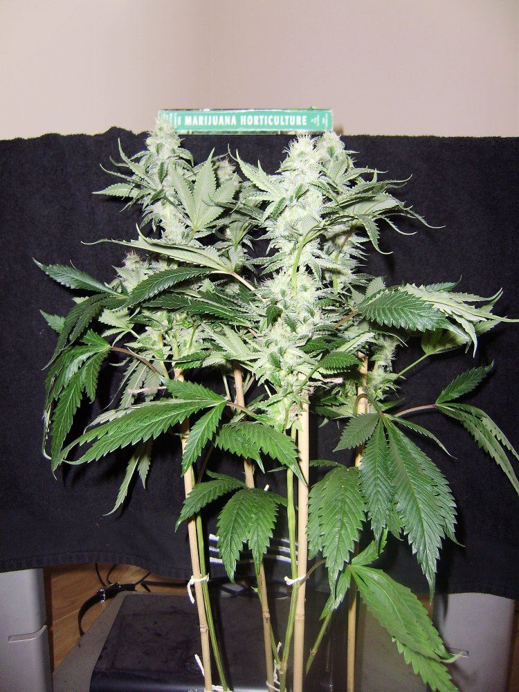 Tahoeog2