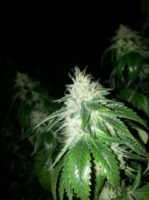 Tahoeog2iii