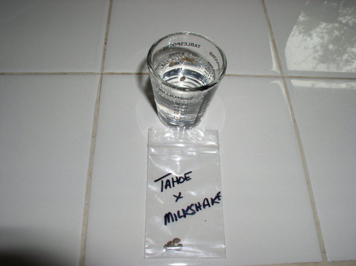 TahoeShakeSoak