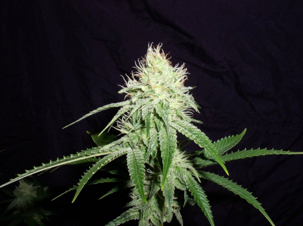 TahoeWk5 2