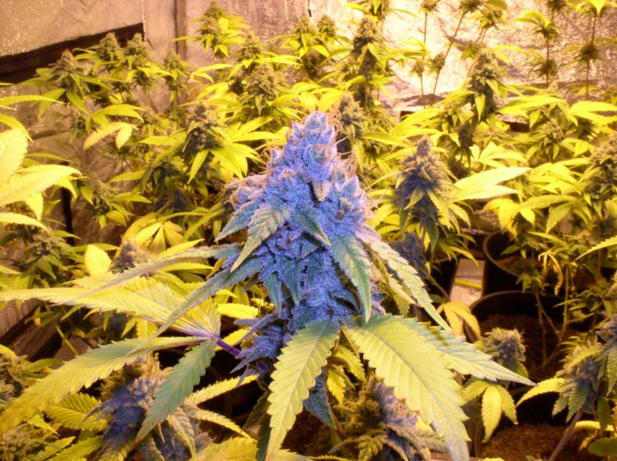 TahoeWk9 2