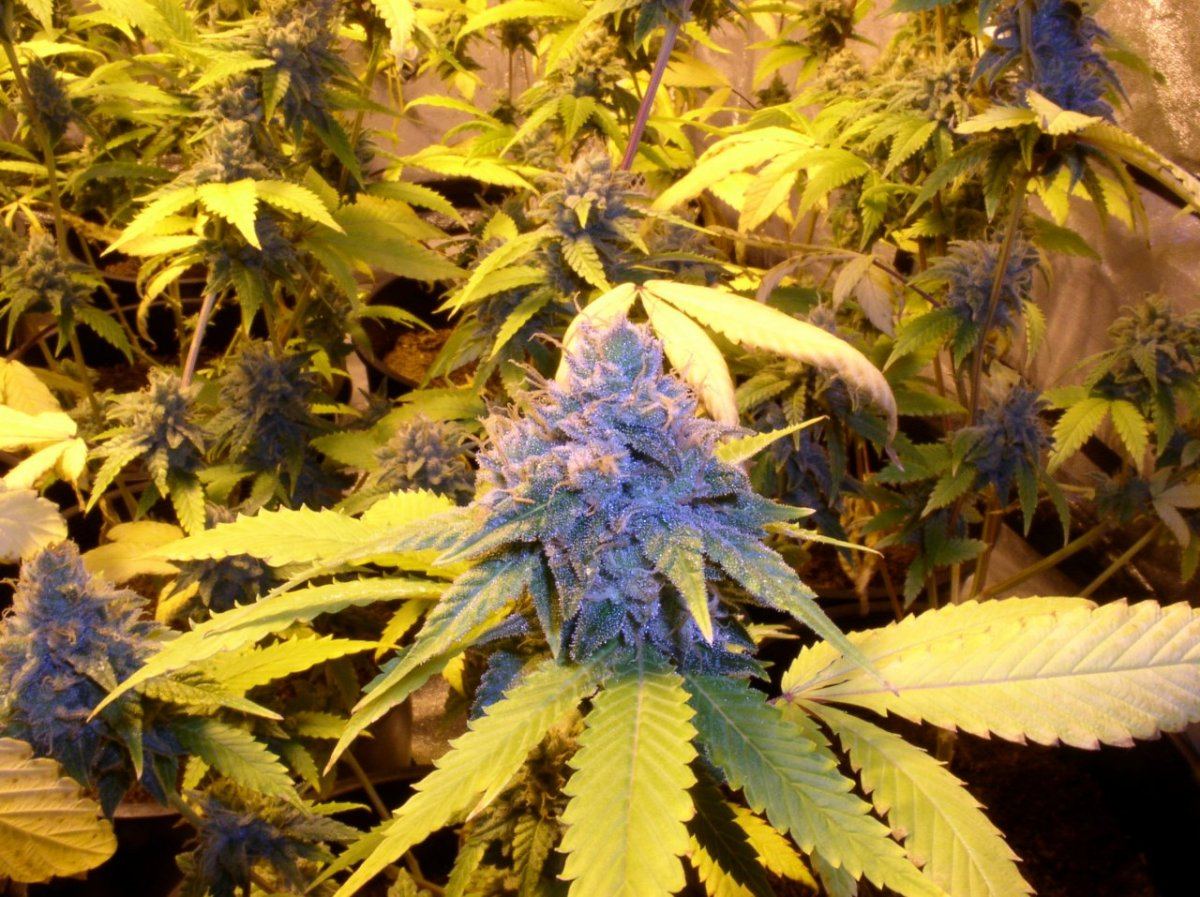 TahoeWk9 3