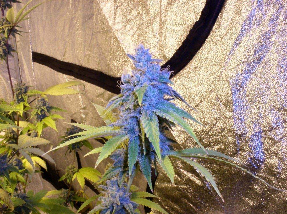 TahoeWk9 4