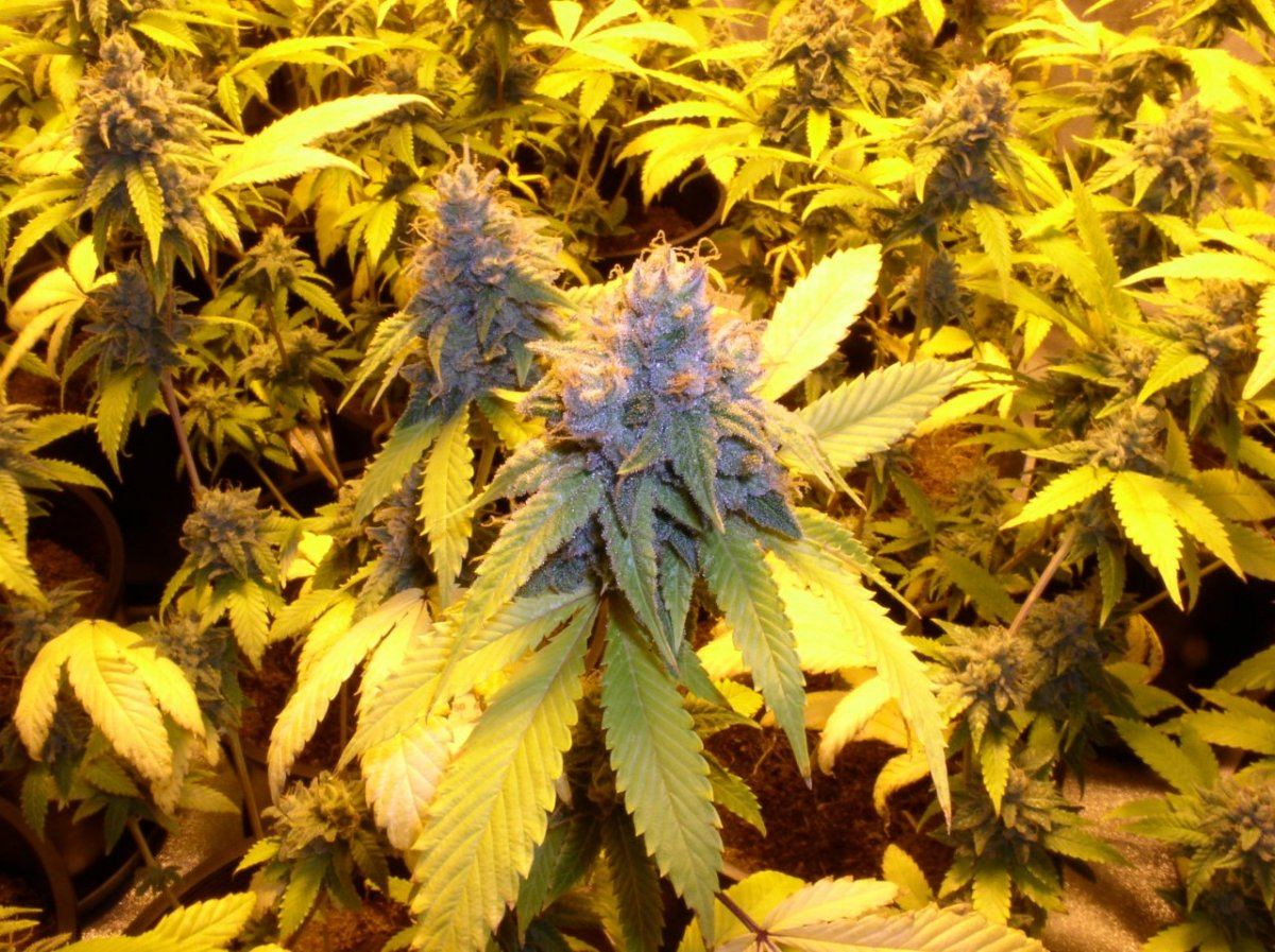 TahoeWk9