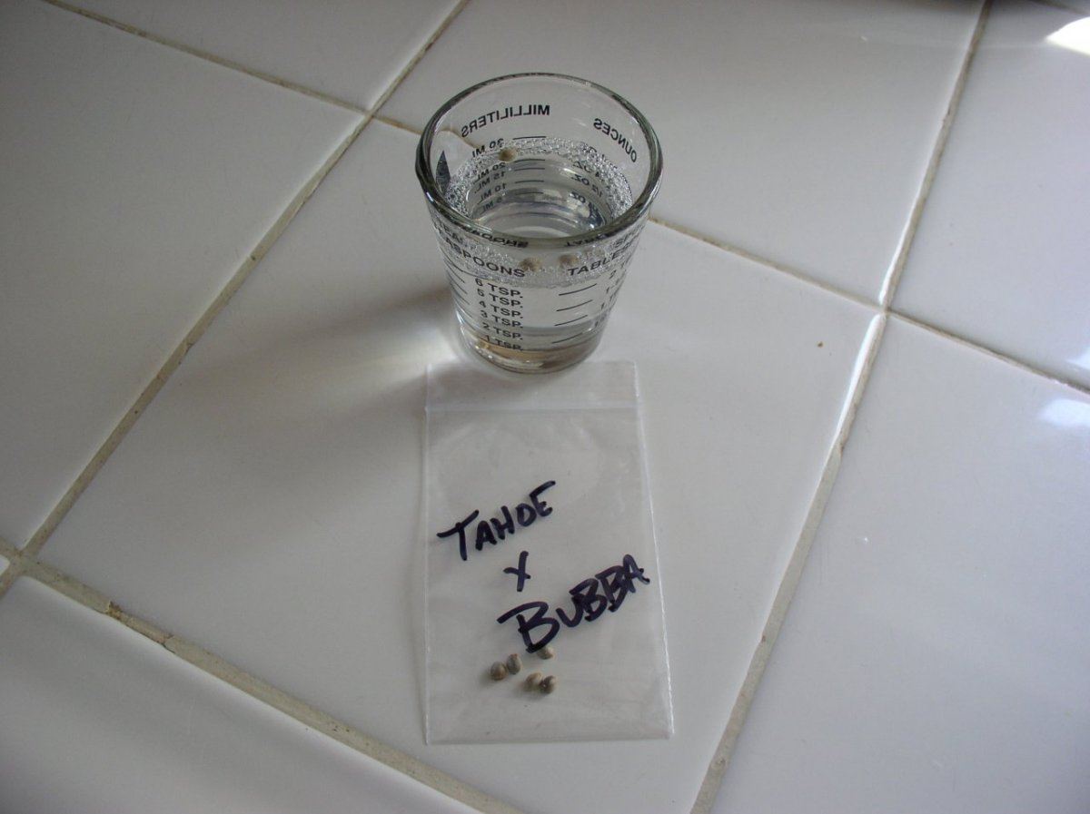 TahoexBubbaSeed