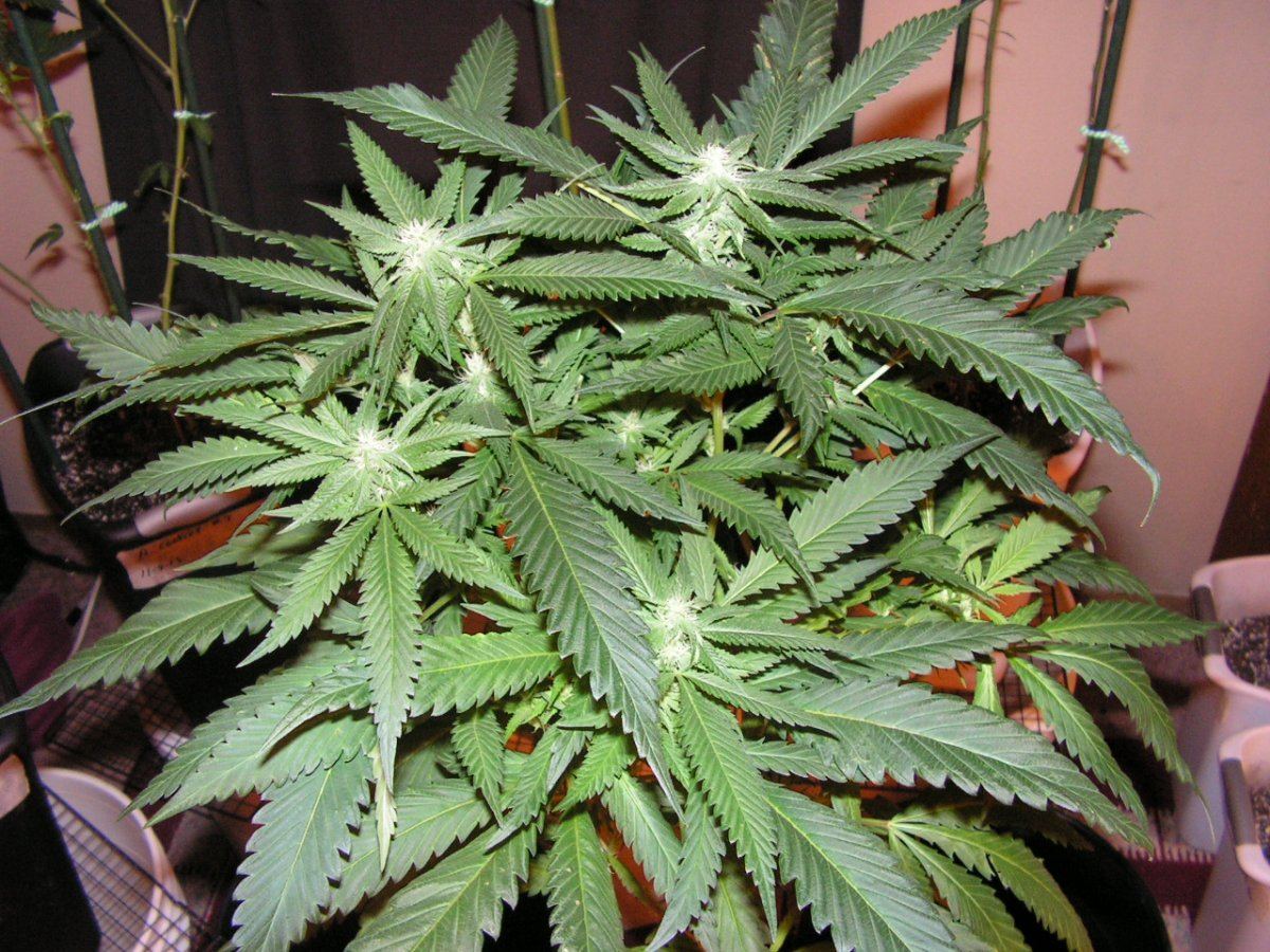 TAK F3 1