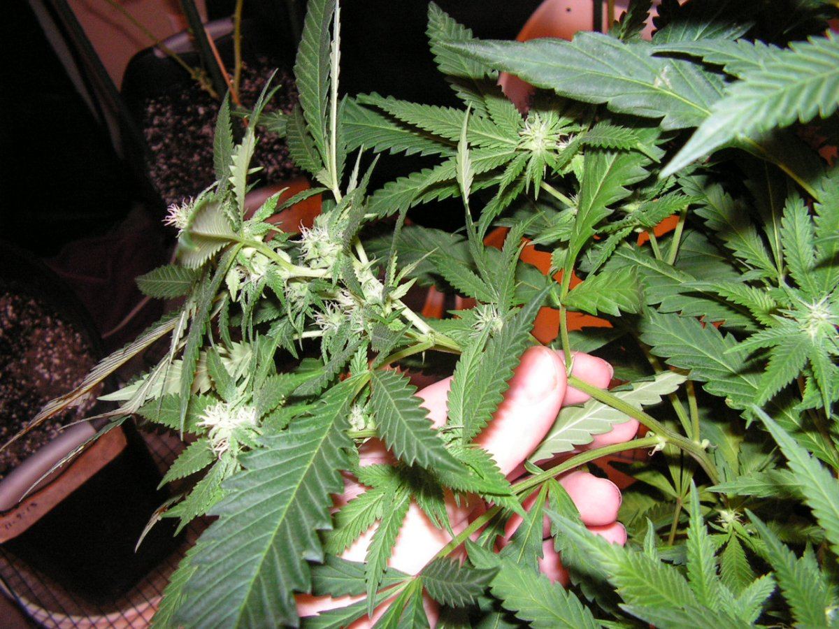 TAK F3 2