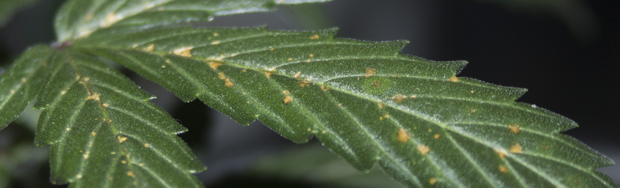 Tan spots on fan leaves leaf septoria phosphorus or ph fluctuations 2
