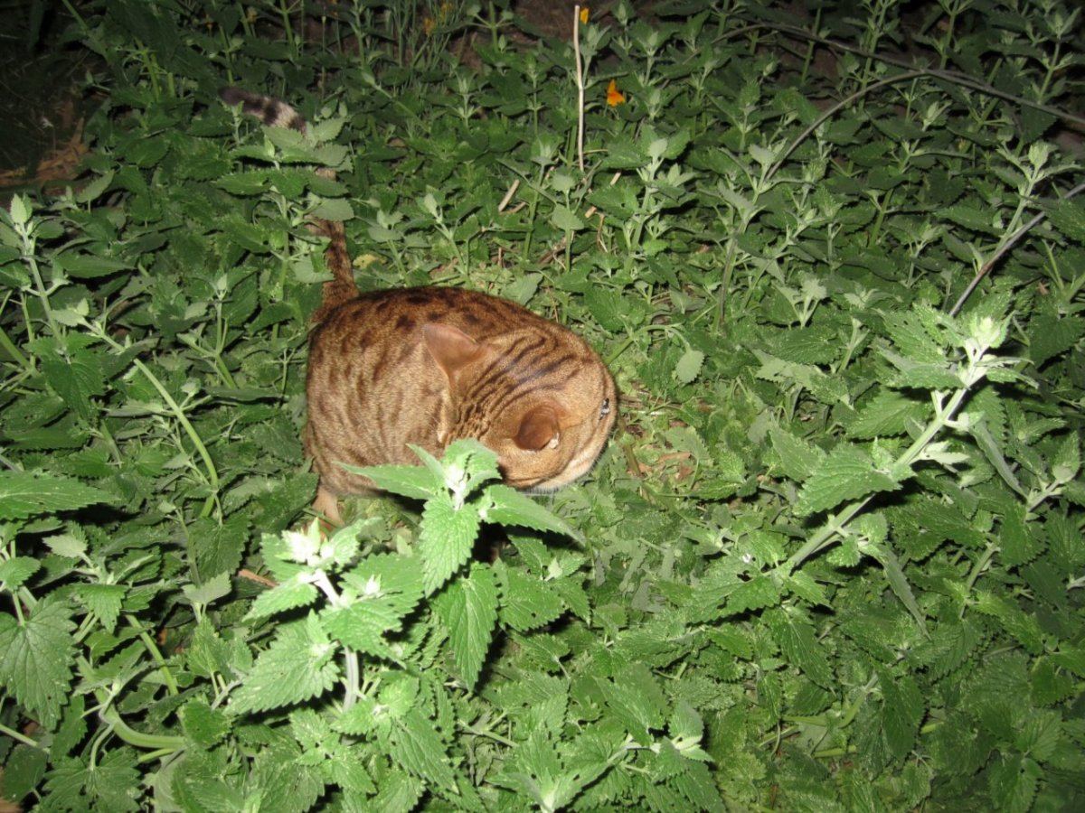 TanCatNipNap