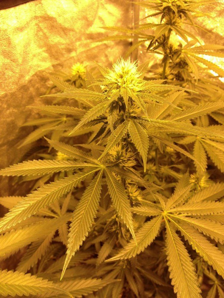 Tang Haze x white day 26