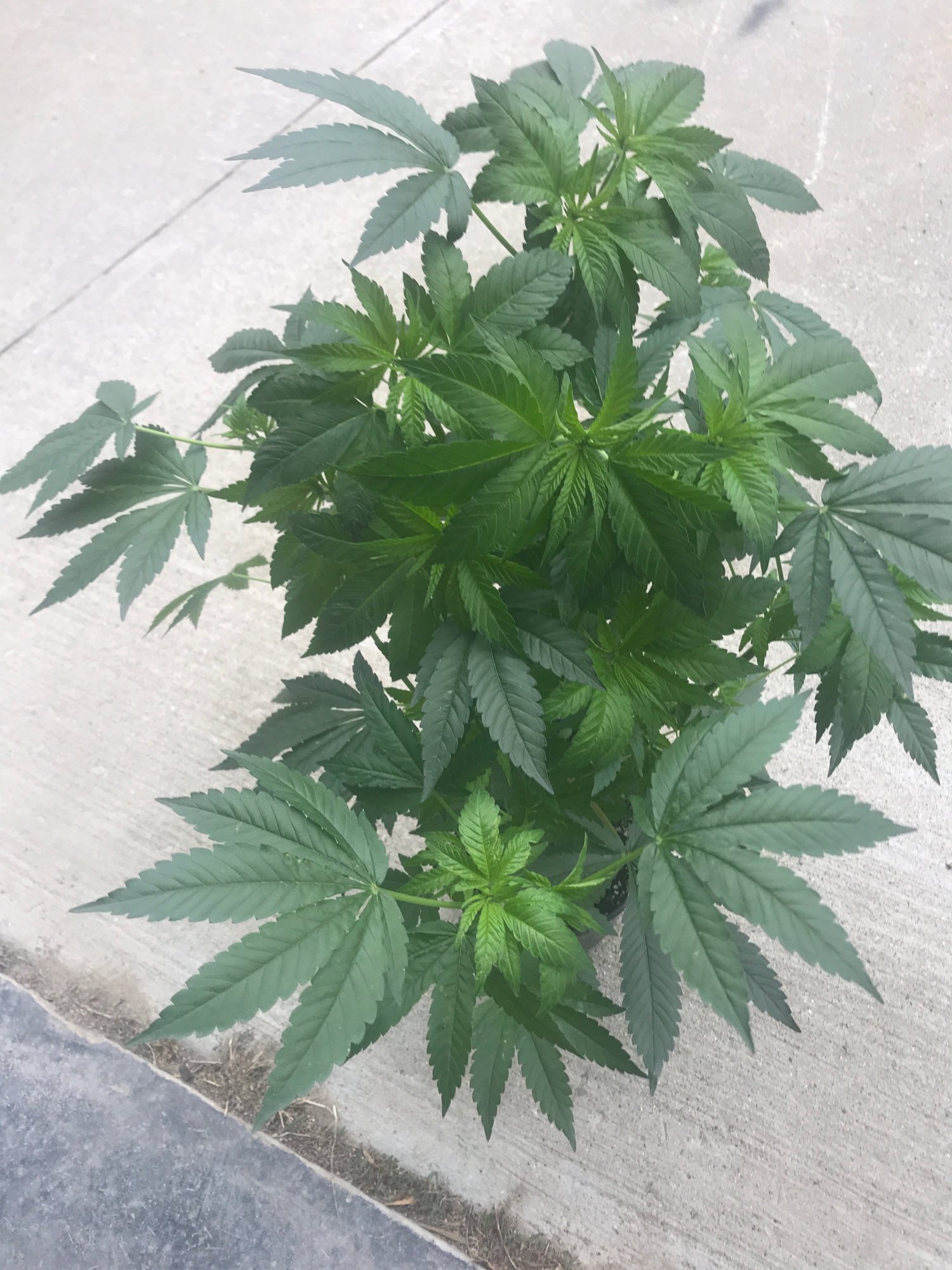Tang pinch day74
