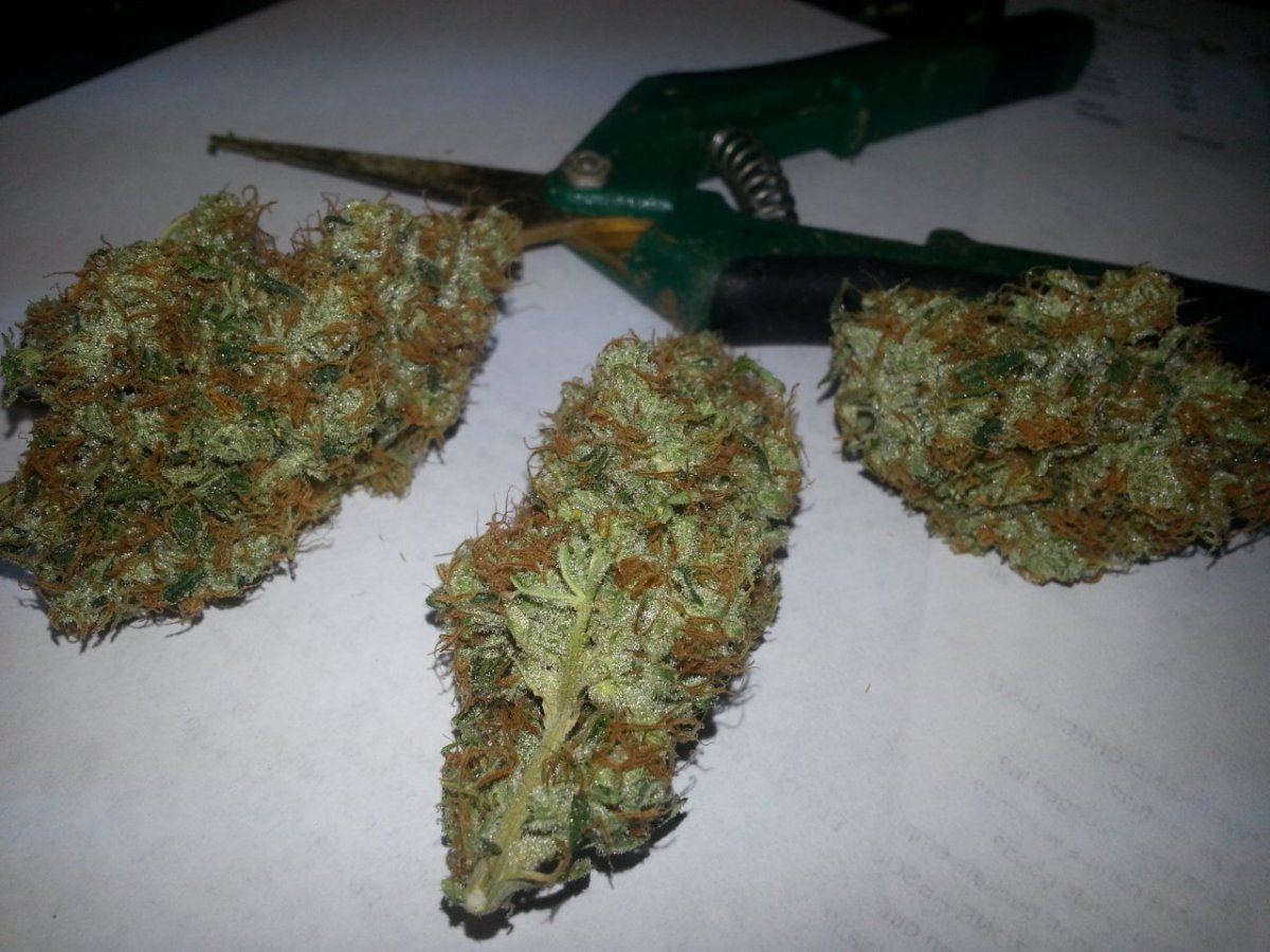 Tangerine kush final