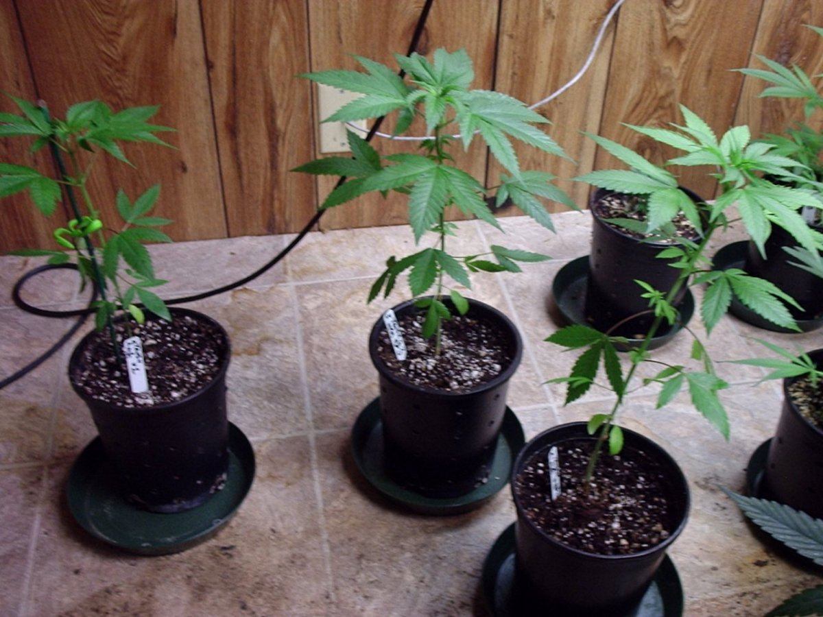 TangerineHazexMedicineMan01A
