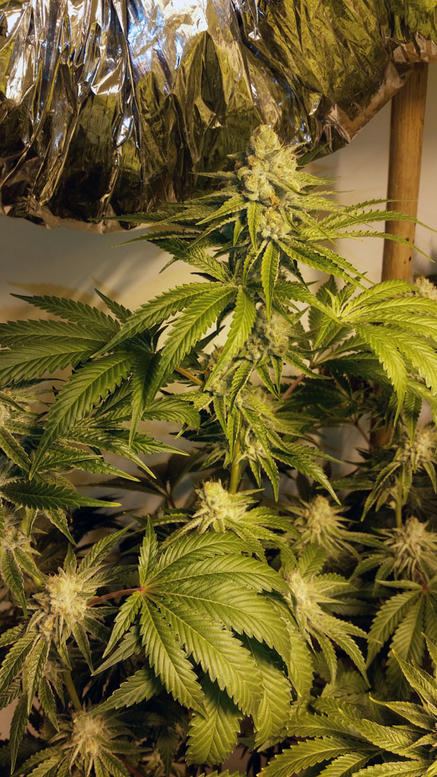 Tangerinemint